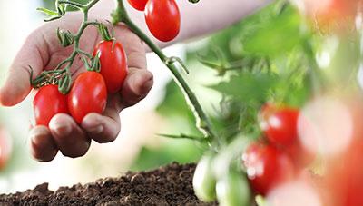 토마토 작은뿌리파리 발생 초기 방제로 피해예방