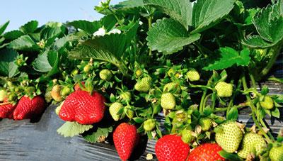 딸기 세균모무늬병 발생 시 피해 확산 우려 조기 방제 필요