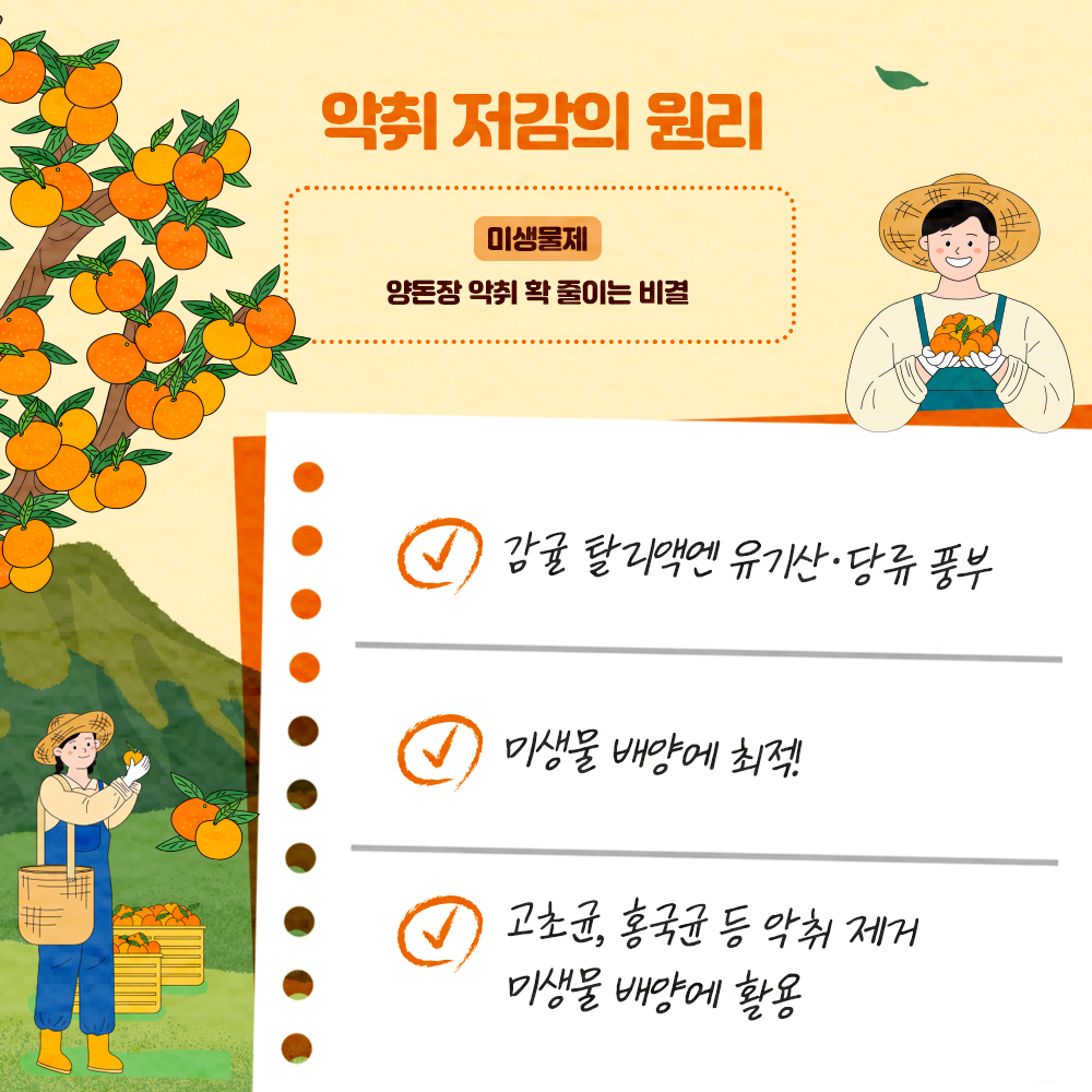 악취 저감의 원리 : 미생물제(양돈장 악취 확 줄이는 비결) - 감귤 탈리액엔 유기산. 당류 풍부  - 미생물 배양엔 최적 - 고초균, 홍국균 등 악취 제거 미생물 배양에 활용