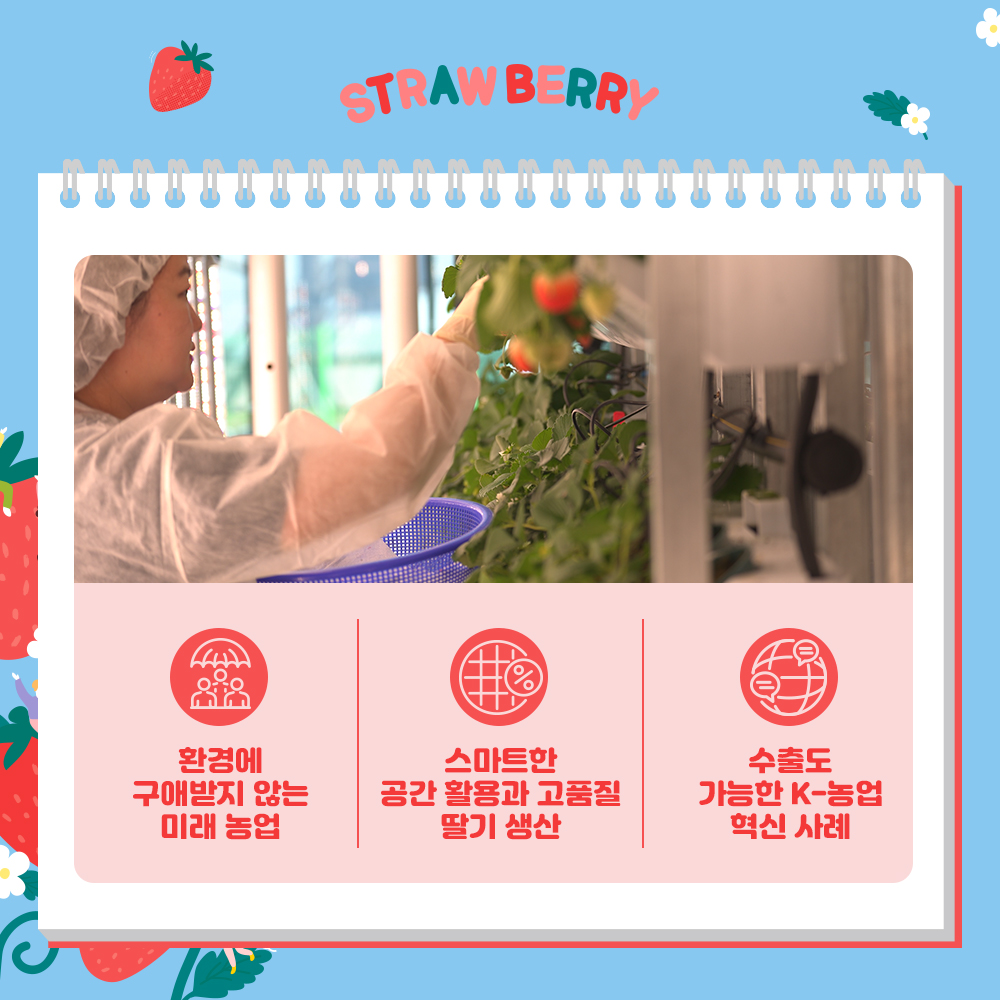 환경에 구애받지 않는 미래 농업, 스마트한 공간 활용과 고품질 딸기 생산, 수출도 가능한 K-농업 혁신 사례