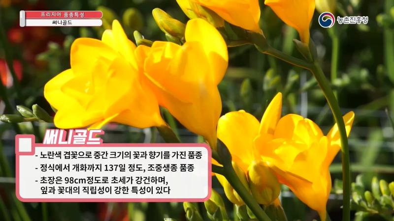 써니골드 썸네일 이미지