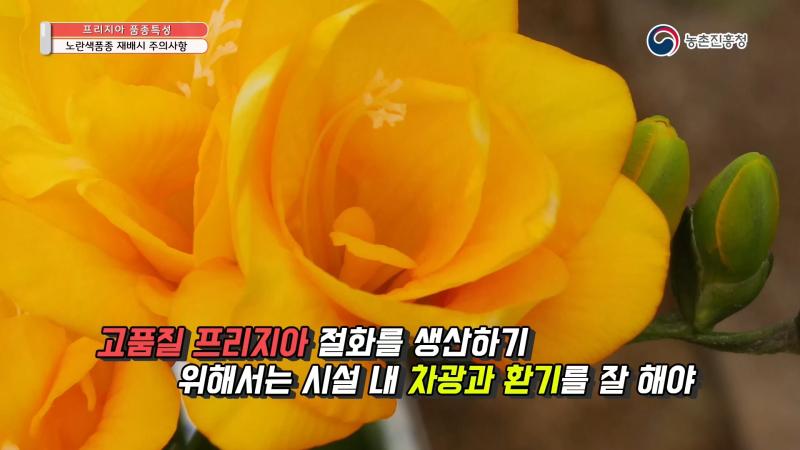 노란색 프리지아 재배 시 주의사항 썸네일 이미지