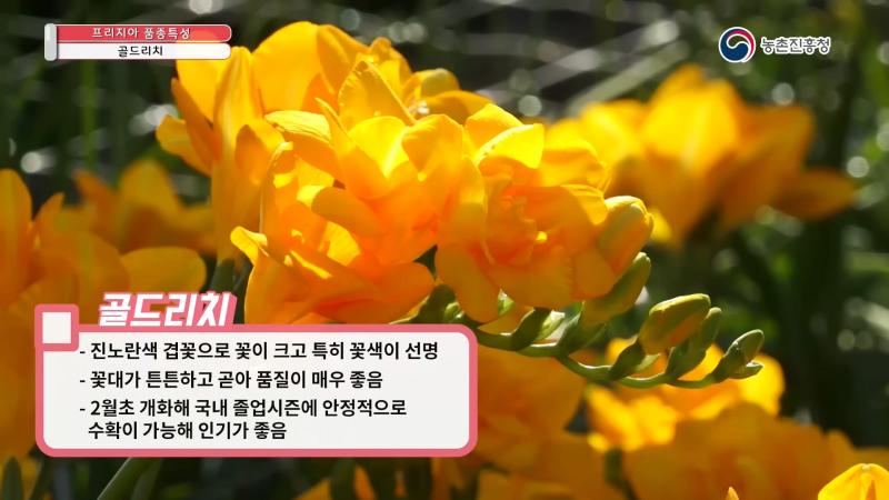 골드리치 썸네일 이미지