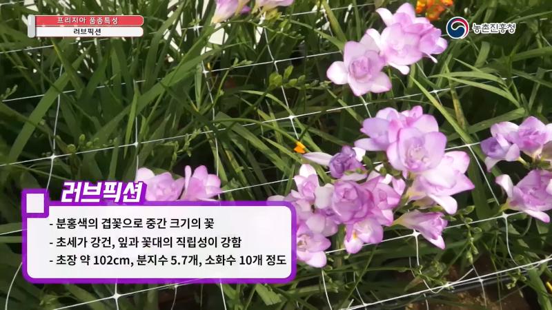 러브픽션 썸네일 이미지