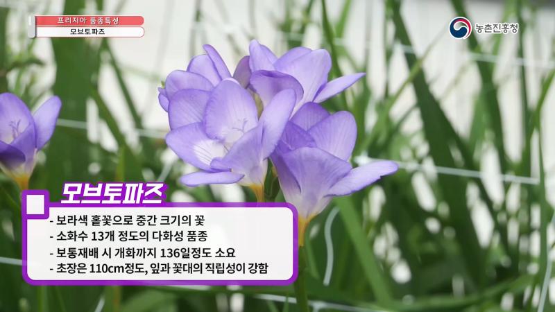 모브토파즈 썸네일 이미지