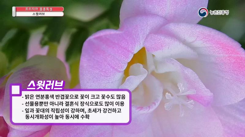 스윗러브 썸네일 이미지