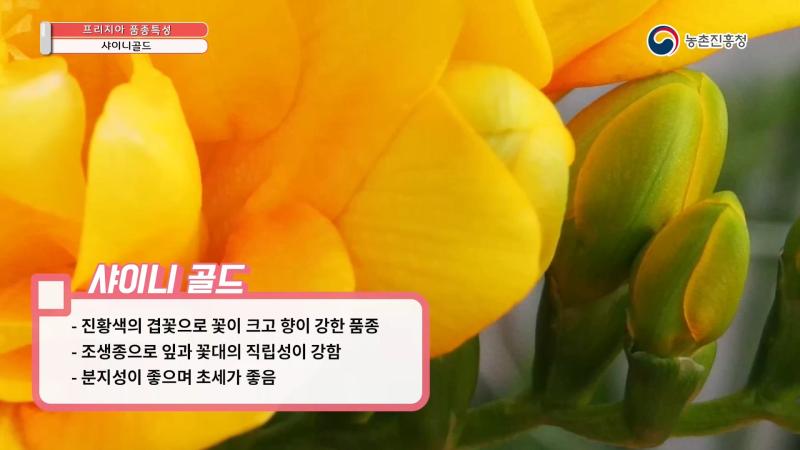 샤이니골드 썸네일 이미지
