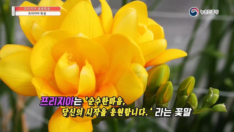 프리지아 품종 썸네일 이미지