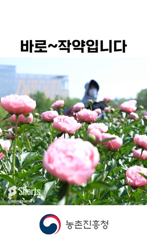절화 작약 재배 및 저장 기술에 대해 알아볼까요