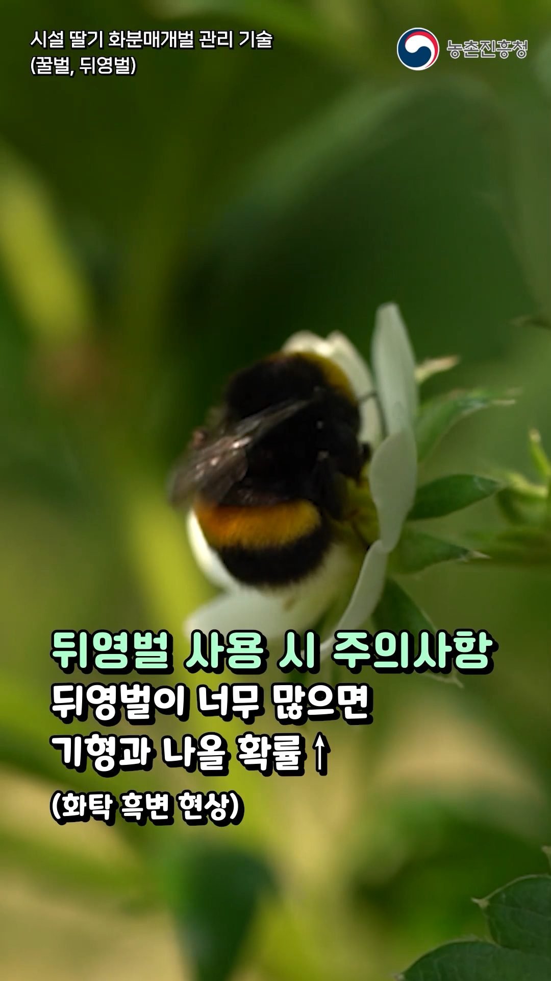 화분매개벌 관리기술로 품질 좋은 딸기 생산 방법!