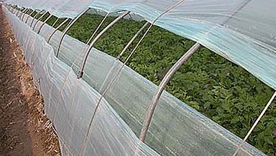 겨울 시설감자 안정생산 재배관리 요령