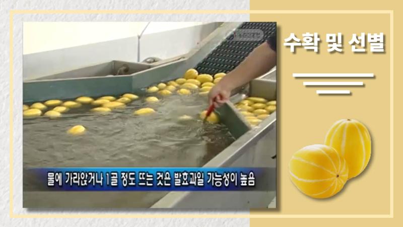 수확 및 선별 썸네일 이미지