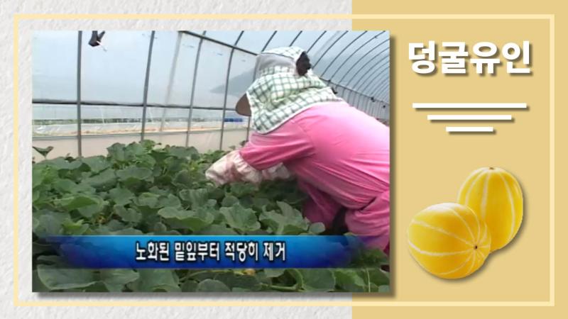 덩굴유인 썸네일 이미지