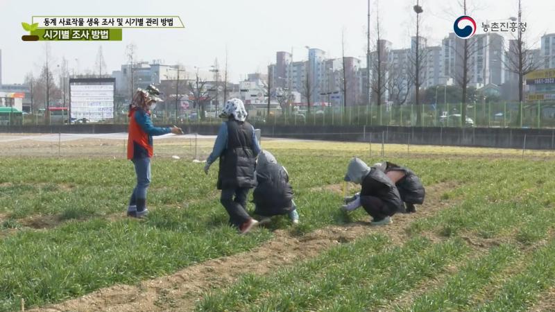월동 후 관리 및 생육 조사