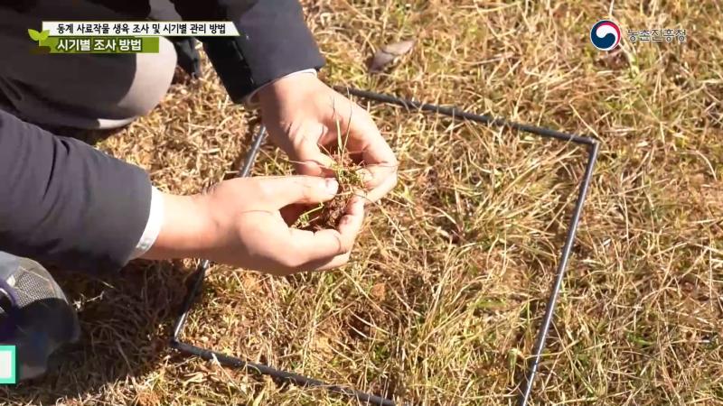 파종 및 월동 전 생육 조사