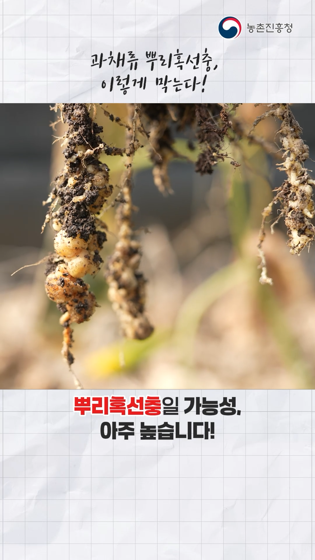 과채류 뿌리 혹선충_쇼츠A
