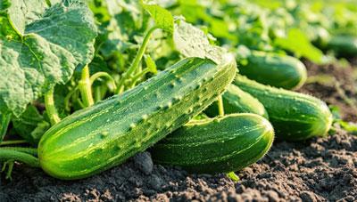 오이 균핵병 발견 즉시 제거, 발생 포장은 토양 소독으로 예방