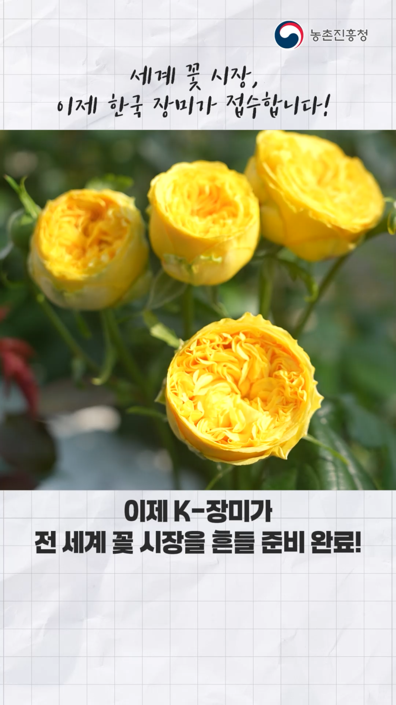 세계 시장 접수 준비 완료! K-장미 신품종 및 번식 기술 쇼츠 B