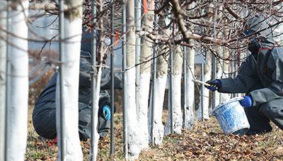 과수 언 피해 전용 수성페인트로 예방 하세요!