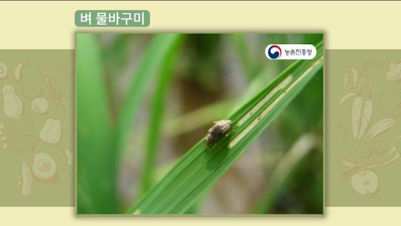 벼 물바구미