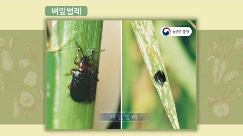 벼잎벌레