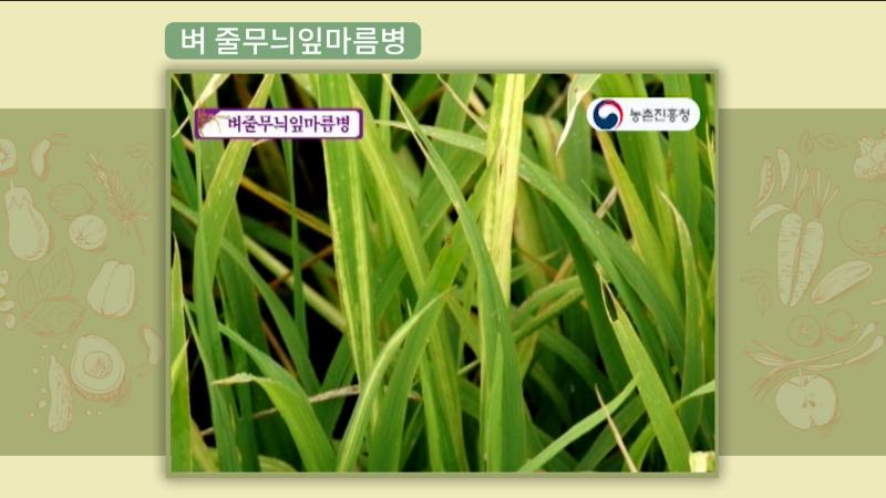 벼 줄무늬잎마름병
