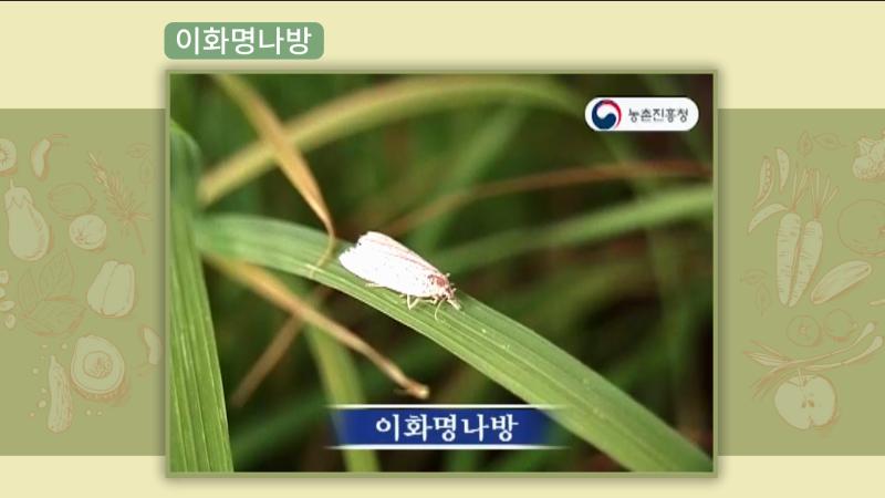 이화명나방