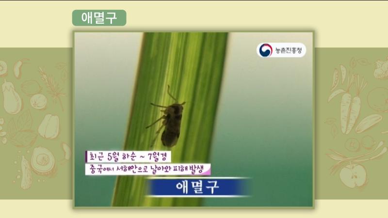 애멸구