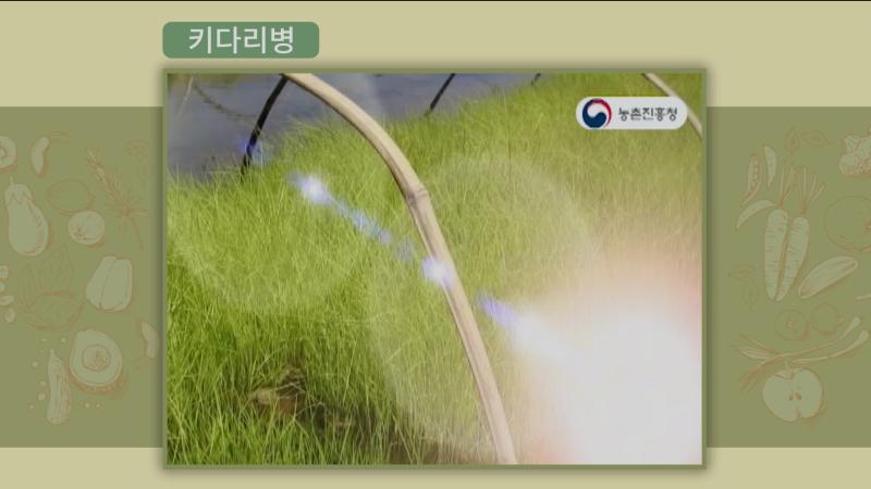 키다리병