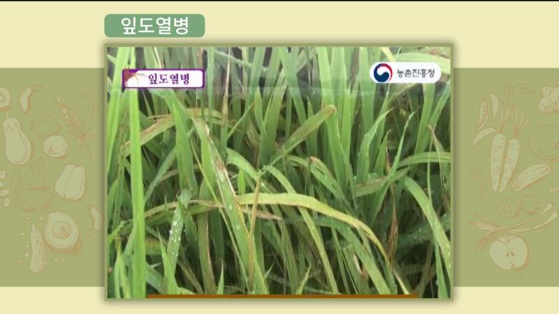 잎도열병