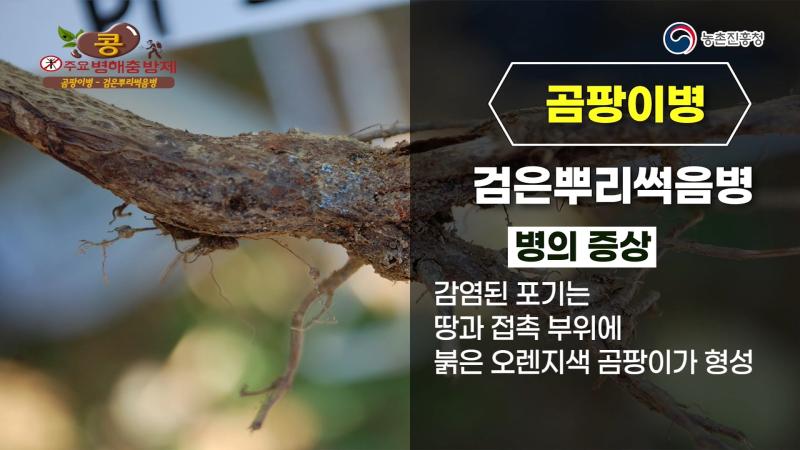 검은뿌리썩음병_역병