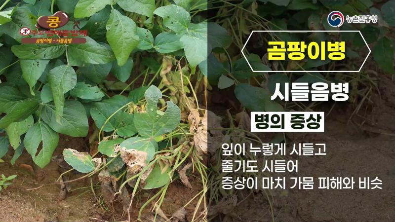 시들음병_흰비단병