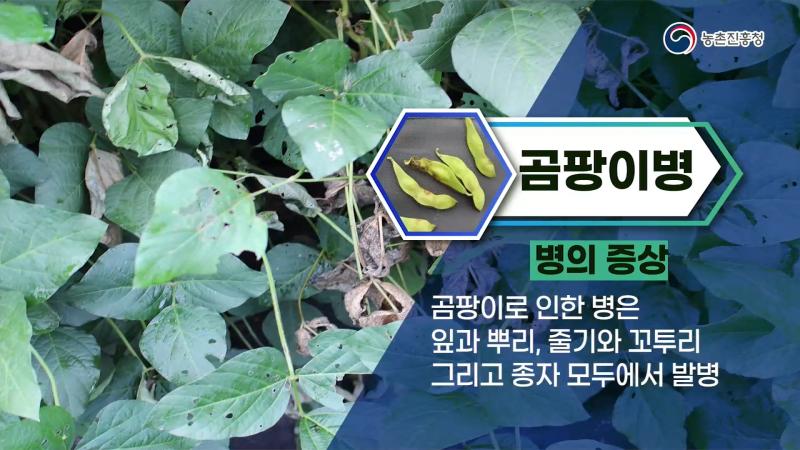 점무늬병_흰가루병