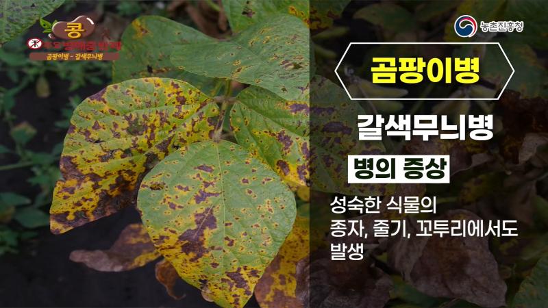 갈색무늬병_자주무늬병