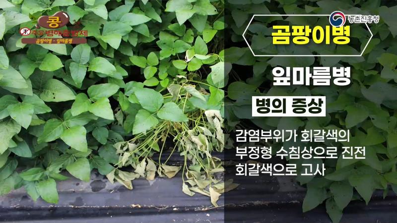 잎마름병_탄저병