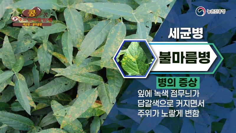 불마름병_들불병