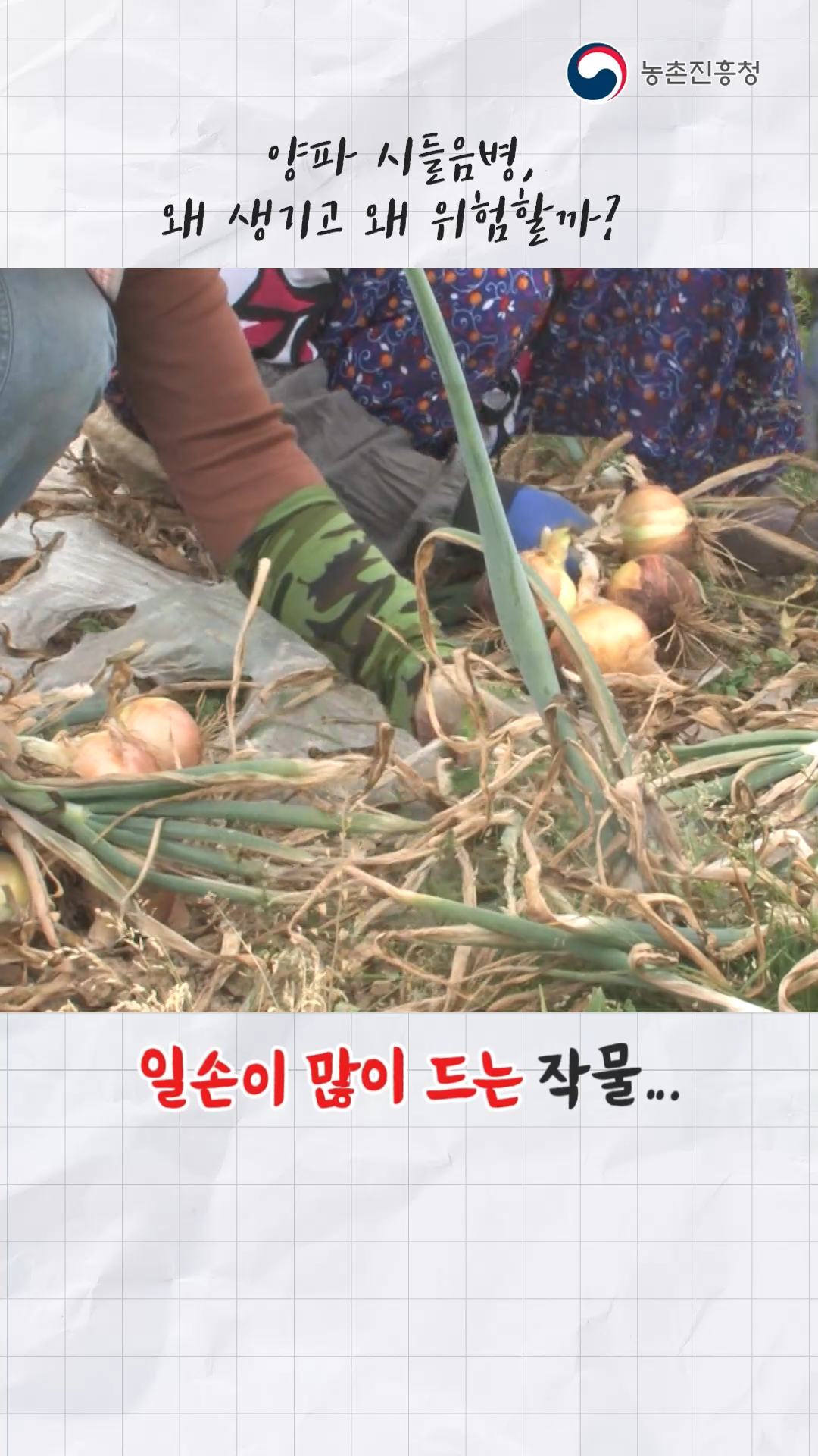 기계정식용 양파 재배시 시들음병 관리_쇼츠 A