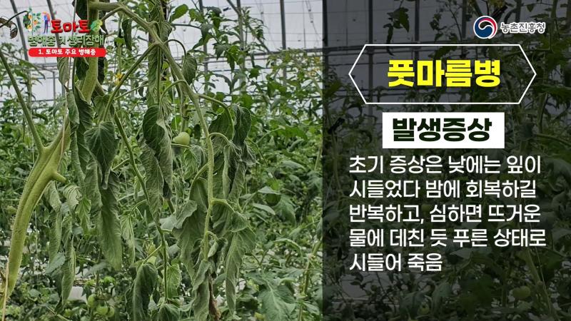 풋마름병(청고병) 썸네일 이미지