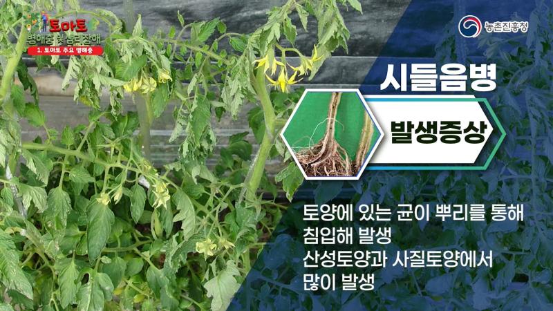 시들음병 썸네일 이미지