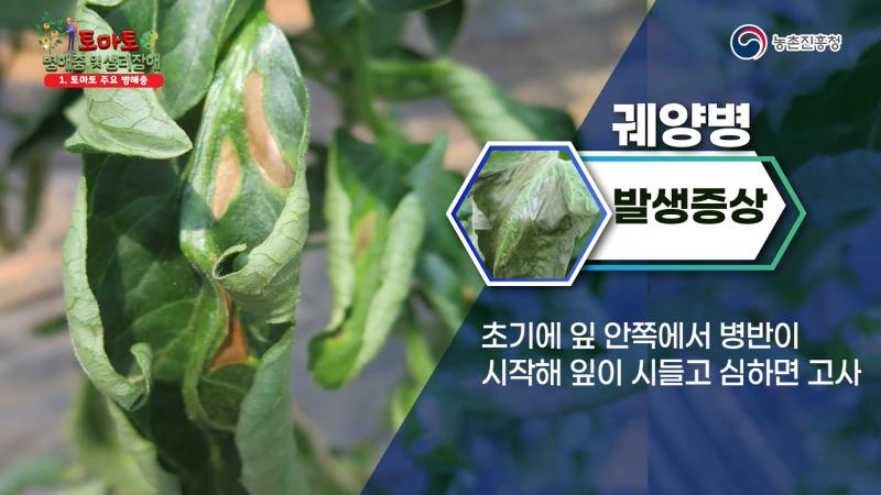 궤양병 썸네일 이미지