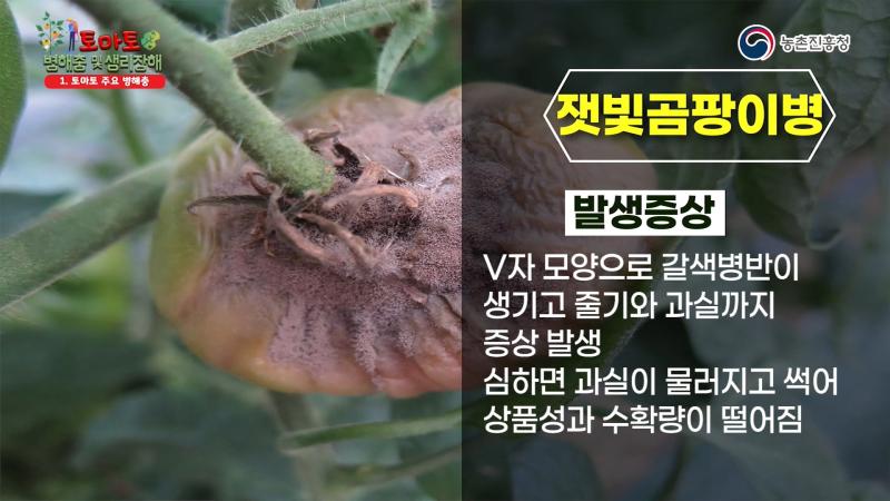 잿빛곰팡이병 썸네일 이미지