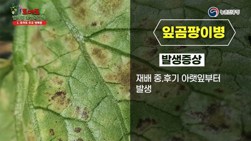 잎곰팡이병 썸네일 이미지