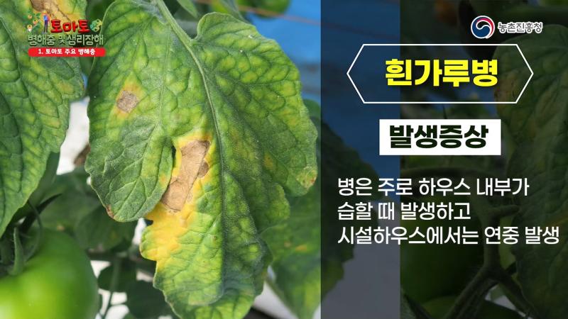 흰가루병 썸네일 이미지