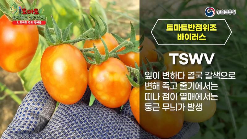 토마토반점위조바이러스(TSWV) 썸네일 이미지