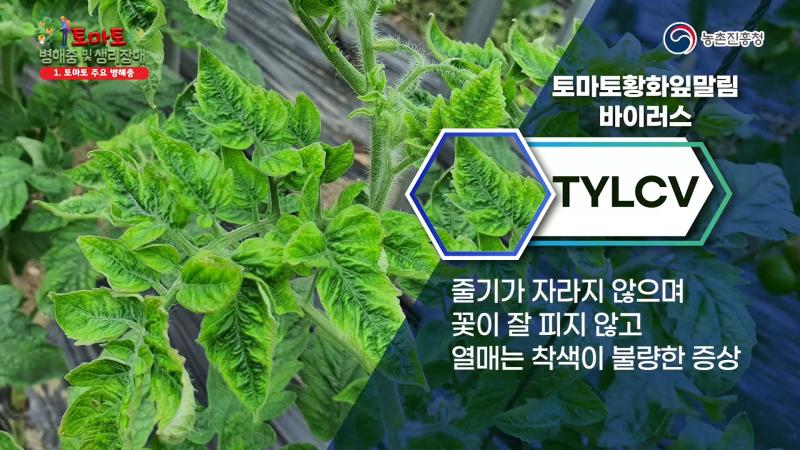 토마토황화잎말림바이러스(TYLCV) 썸네일 이미지