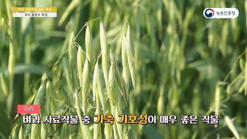4_귀리 품종의 특성