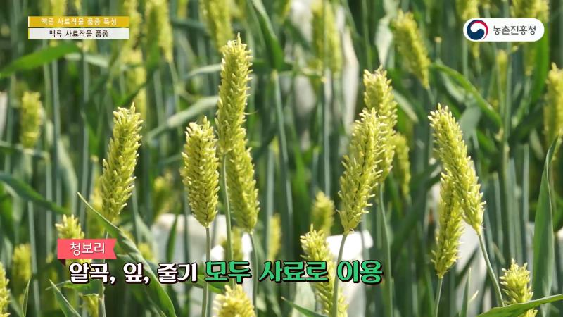 2_청보리 품종별 특성