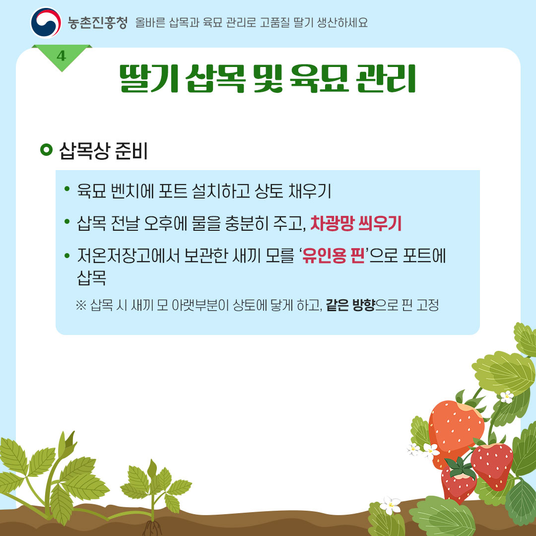 농촌진흥청 올바른 삽목과 육묘관리로 고품질 딸기 생산하세요 <딸기 삽목 및 육묘 관리> - 삽목상 준비 * 육묘 벤치에 포트 설치하고 상토 채우기 * 삽목 전날 오후에 물을 충분히 주고, 차광망 씌우기 * 저온저장고에서 보관한 새끼 모를 '유인용 핀'으로 포트에 삽목 ※ 삽목 시 새끼 모 아랫부분이 상토에 닿게 하고, 같은 방향으로 핀 고정