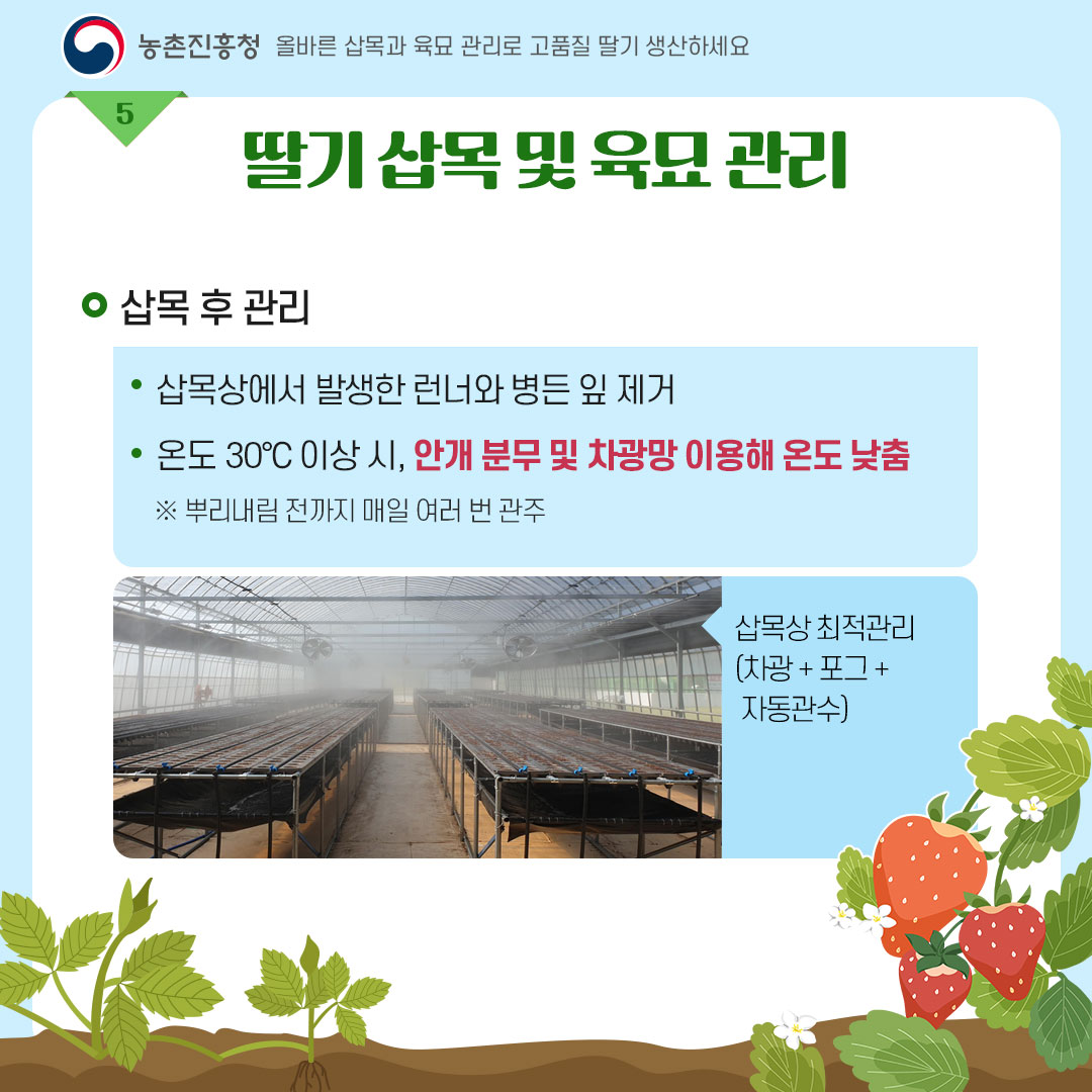 농촌진흥청 올바른 삽목과 육묘관리로 고품질 딸기 생산하세요 <딸기 삽목 및 육묘 관리> - 삽목 후 관리  * 삽목상에서 발생한 런너와 병든 잎 제거  * 온동 30℃ 이상 시, 안개 분무 및 차광망 이용해 온도 낮춤 ※ 뿌리내림 전까지 매일 여러번 관주 = 삽목상 최적관리(차광+포그+자동관수)