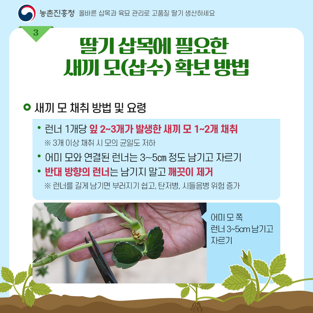 농촌진흥청 올바른 삽목과 육묘관리로 고품질 딸기 생산하세요 <딸기 삽목에 필요한 새끼 모(삽수) 확보 방법 - 새끼 모 채취 방법 및 요령 * 런너 1개당 잎 2~3개라 발생한 새끼 모 1~2개 채취 ※ 3개 이상 채취 시 모의 균일도 저하 * 어미 모와 연결된 런너는 3~5cm 정도 남기고 자르기 * 반대방향의 런너를 길게 남기면 부러지기 쉽고, 탄저병, 시들음병 위험 증가 = 어미모쪽 런너 3~5cm 남기고 자르기